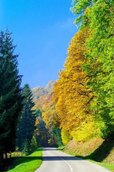 Countryside road in colorful autumn forest — Stock Photo, Image