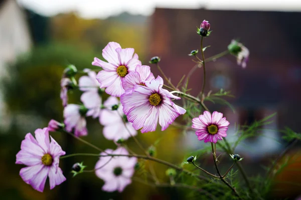 Krásné podzimní květiny detailní pohled — Stock fotografie