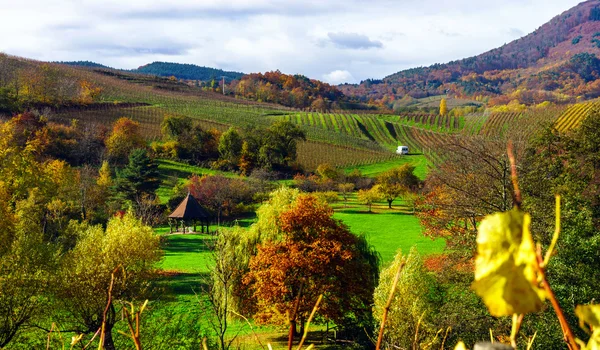 Alsacien Hills üzüm bağları ile güzel manzara — Stok fotoğraf
