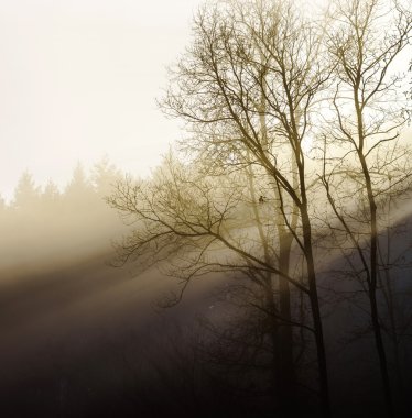 Kış ağaç siluet büyük siste