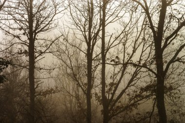 Kış ağaç siluet büyük siste