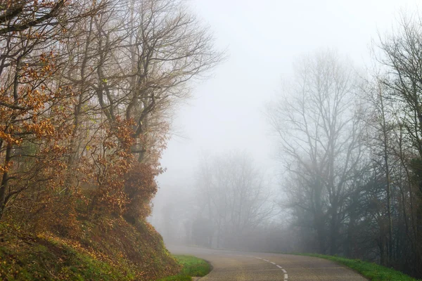 Veszély ködös út az erdőben — Stock Fotó
