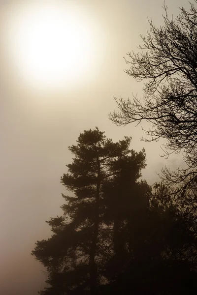 Silhouette albero invernale in grande nebbia — Foto Stock