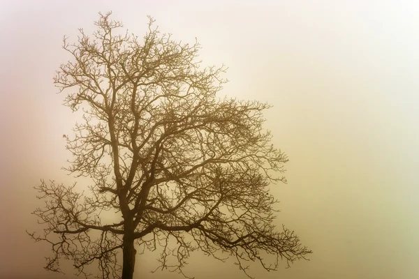 Silhouette albero invernale in grande nebbia — Foto Stock