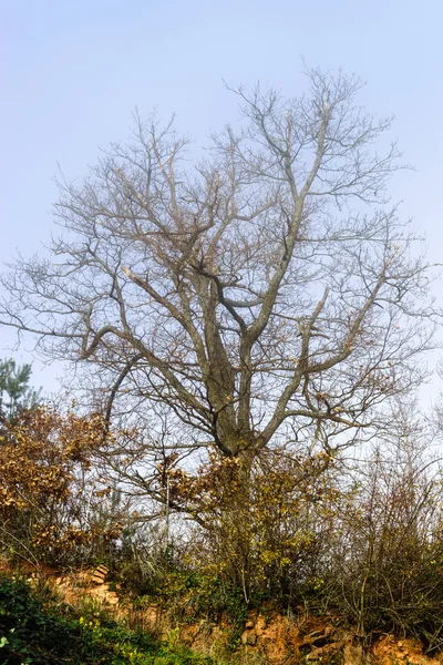 Beleza da floresta de inverno com musgo, dia ensolarado — Fotografia de Stock