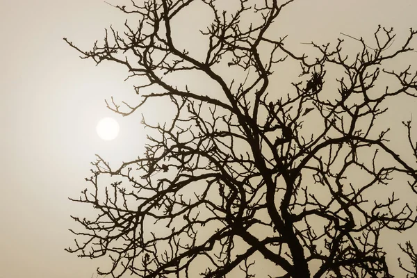 Sílhueta de árvore de inverno em grande nevoeiro — Fotografia de Stock