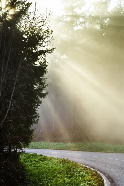 Fara dimmigt road i skogen — Stockfoto