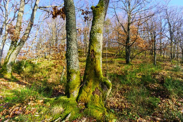 Belleza del bosque de invierno con musgo, día soleado — Foto de Stock