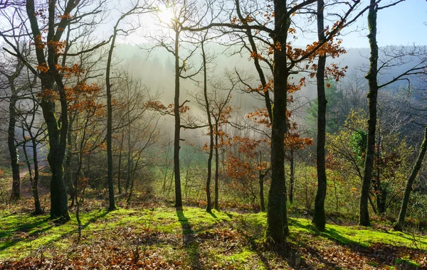 Beauty of winter forest with moss, sunny day — Stock Photo, Image