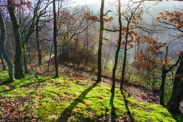 Красота зимнего леса с мхом, солнечный день — стоковое фото