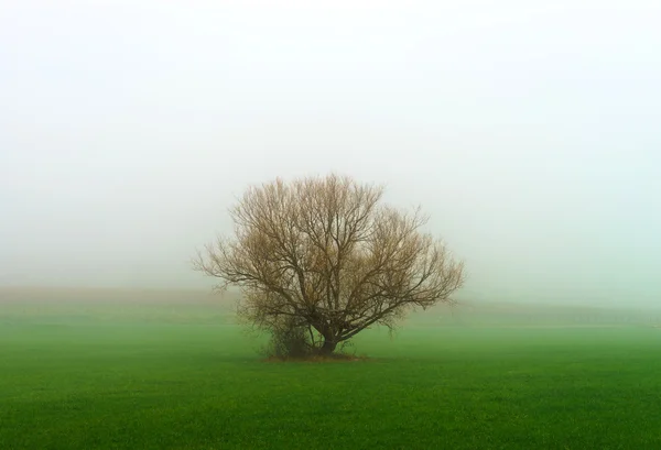 Silueta de árbol de invierno en gran niebla —  Fotos de Stock