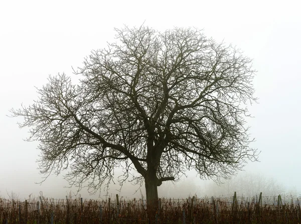 Winter tree silhouette in great fog — Stock Photo, Image
