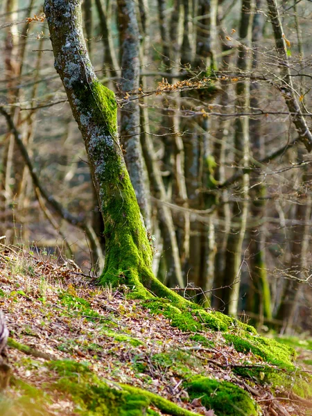 Schoonheid van winter forest met mos, zonnige dag — Stockfoto