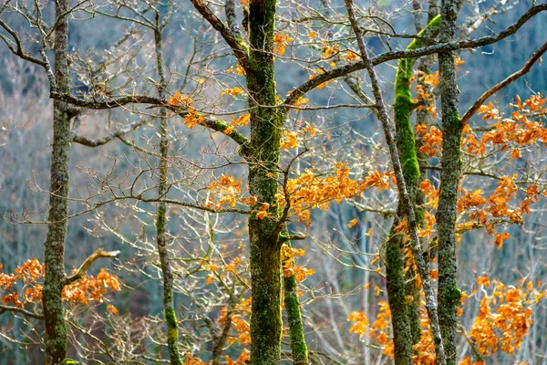 Schönheit des Winterwaldes mit Moos, sonniger Tag — Stockfoto
