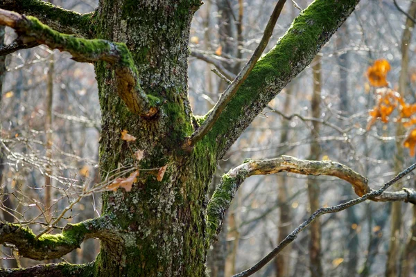 Belleza del bosque de invierno con musgo, día soleado — Foto de Stock