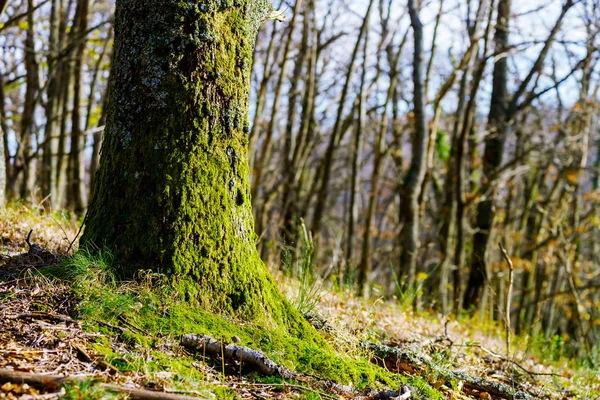 Schoonheid van winter forest met mos, zonnige dag — Stockfoto