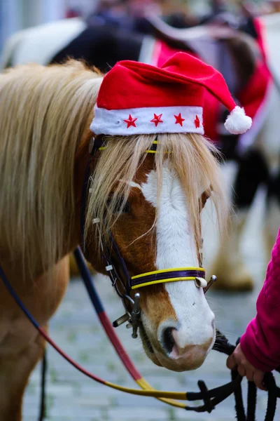 Chriatmas häst klädd i röd santa hatt — Stockfoto