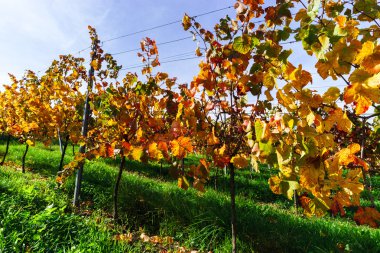 Renkli sonbahar üzüm bağları Alsace, Fransa