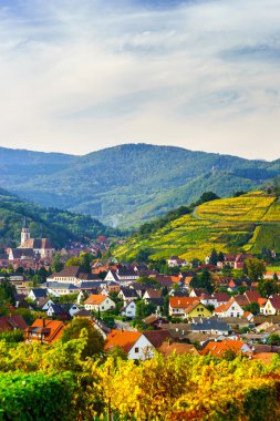 Güzel renkli üzüm bağları Alsace, sonbahar