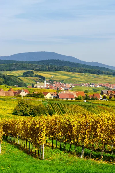 Alsacien landskap med gula vingårdar — Stockfoto