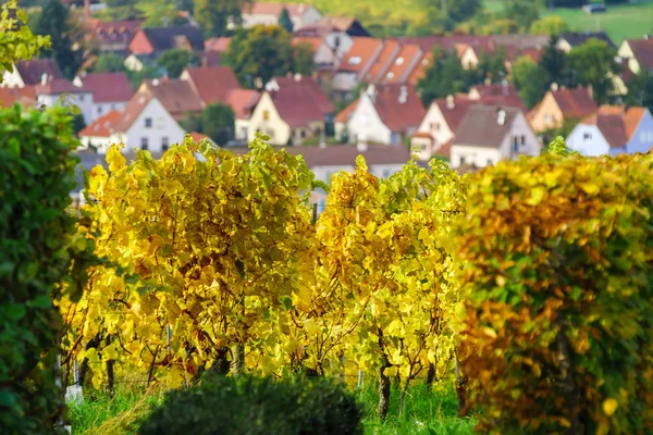 Prachtige kleurrijke wijngaarden in de Elzas, herfst — Stockfoto