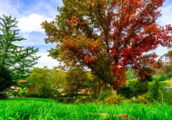 Cores vivas de natureza outonal, carvalho vermelho no rio — Fotografia de Stock