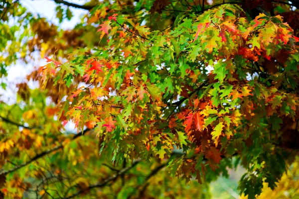 Hermosas hojas de roble colorido, día de otoño — Foto de Stock