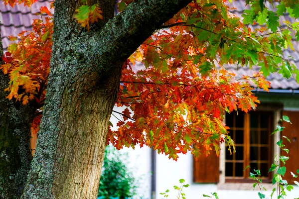 Schöne bunte Eichenblätter, Herbsttag — Stockfoto