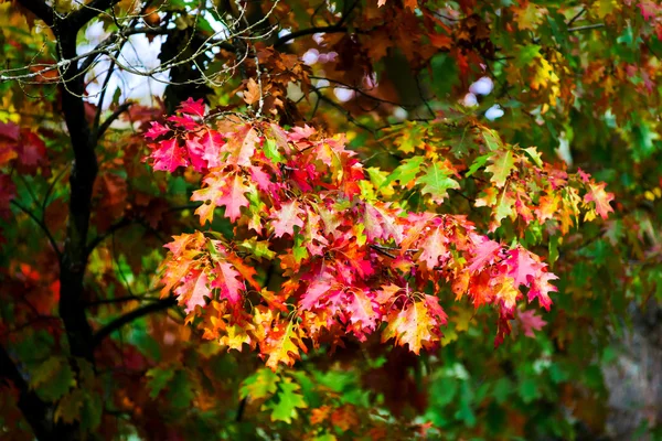 Schöne bunte Eichenblätter, Herbsttag — Stockfoto