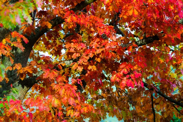 Krásné barevné dubové listí, podzimní den — Stock fotografie