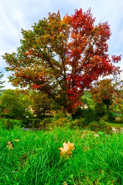 Élénk színek, őszi természet, vörös tölgy, a folyó — Stock Fotó