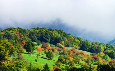 Güzel yeşil Hills Alsace, Fransa