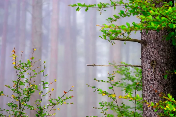 Bellissimi pineti nella foresta nebbiosa, natura francese — Foto Stock