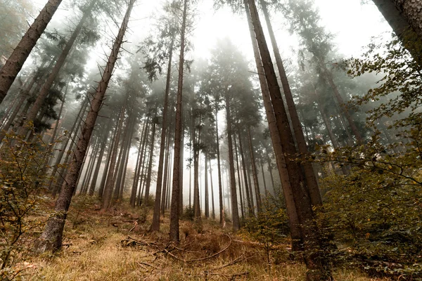 Prachtige pijnbomen in het mistige bos, Frans natuur — Stockfoto