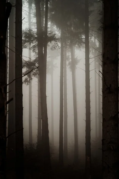 Piękny pinetrees w Mglisty las, francuski natura — Zdjęcie stockowe