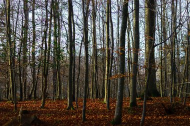 Kış zaman güzel orman manzaralı