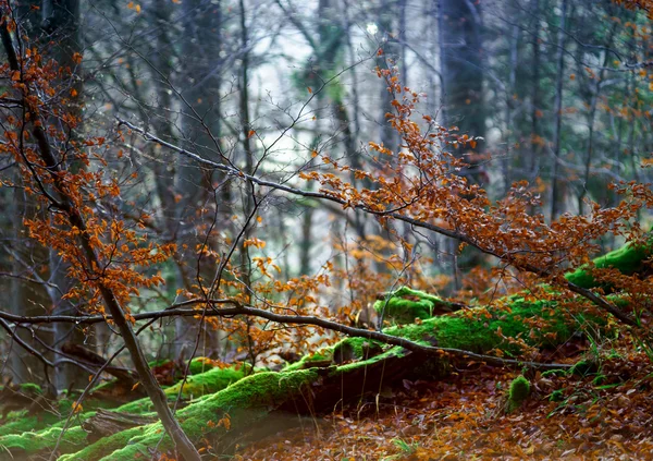 Hermosa vista del bosque en invierno —  Fotos de Stock