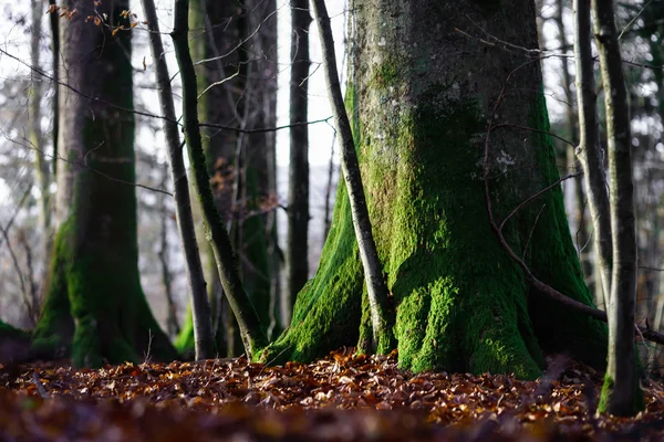 Bela vista da floresta no inverno — Fotografia de Stock