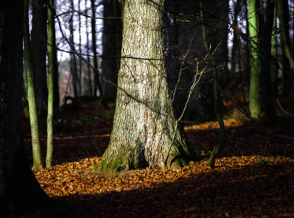 Belle vue sur la forêt en hiver — Photo