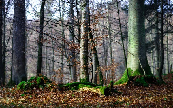 Schöner Blick auf den Wald zur Winterzeit — Stockfoto