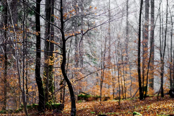 Gyönyörű erdőre téli időben — Stock Fotó