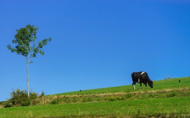 Yeşil alan otlak üzerinde Fransız ineklerin