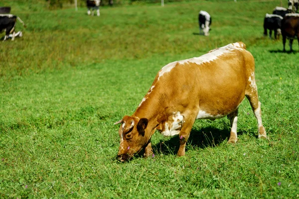 フランス グリーン フィールド放牧牛 — ストック写真