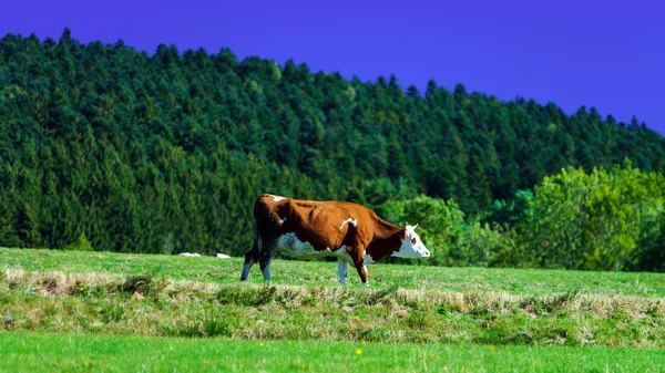 A zöld mező legeltetés francia tehenek — Stock Fotó