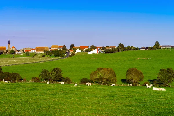 Vacas francesas em pastagem de campo verde — Fotografia de Stock