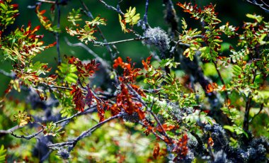 Ağaç üzerinde güzel kırmızı sonbahar yaprakları