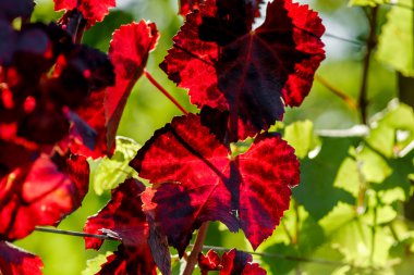 Güzel alsacien sonbahar manzara ile yeşil tepelerin ve viney