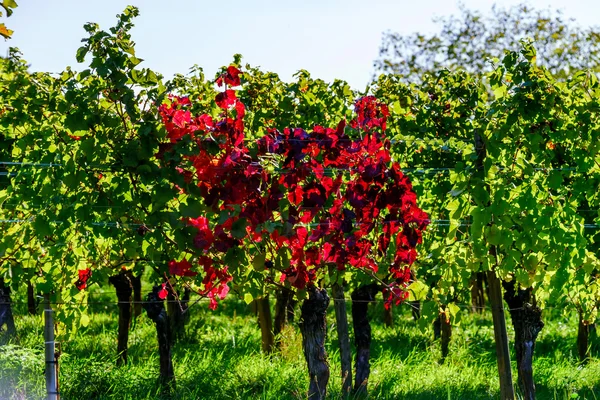 Beautiful alsacien autumnal landscape with green hills and viney — Stock Photo, Image