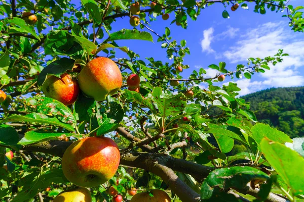 Барвистий урожай на яблуні в саду — стокове фото