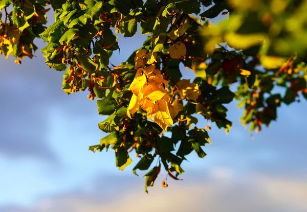 Fleurs de tilleul séchées au coucher du soleil — Photo